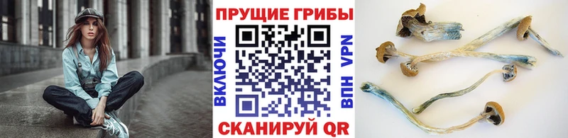 ссылка на мегу   цена наркотик  Ухта  Псилоцибиновые грибы GOLDEN TEACHER 